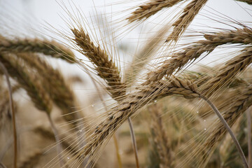 Close-up of golden wheat field with blurred background