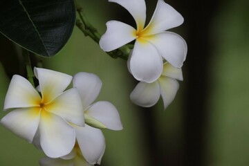 white frangipani flower