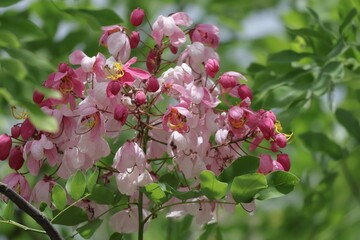 Horse Cassia, whose scientific name is Cassia grandis Linn., is a medium-sized tree that is outstandingly beautiful.