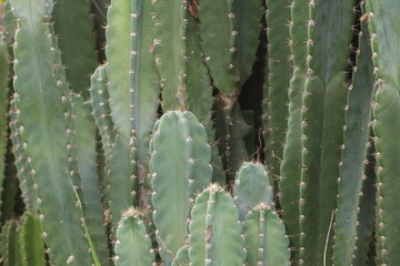 Close-up shot of green thorny cactus in a beautiful tropical forest, selectable focus.