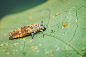 Hippodamia variegata larva ladybug on leaf. © Pawich Sattalerd