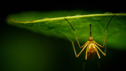 Mosquito hides under green leaf.