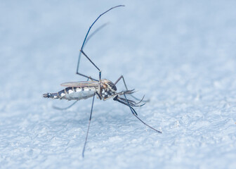Mosquito on white floor.