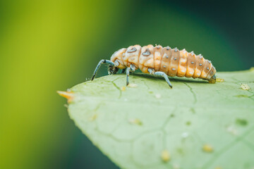 Hippodamia variegata larva ladybug on leaf.