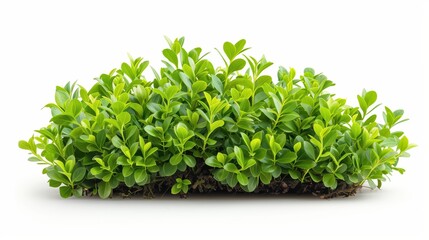 Obraz premium Vibrant lush green shrub with dense foliage and vibrant leaves on white background