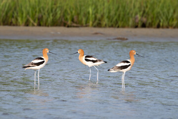 The flock of American avocets feeding in a tidal marsh, Galveston, Texas