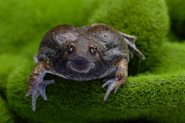 Frog on fake moss stones little fat frog