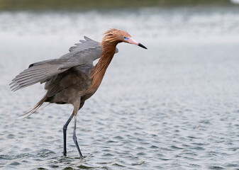 The reddish egret (Egretta rufescens) fishing in the ocean, Galveston, Texas, USA