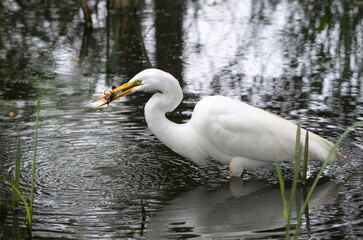 Great white egret (Ardea alba) caught a crawfish at Brazos Bend State Park, Texas, USA