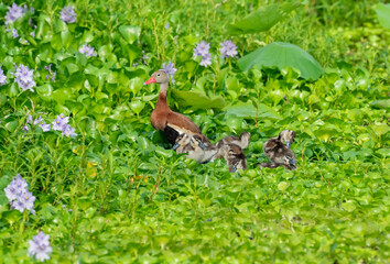 Black-bellied whistling ducks (Dendrocygna autumnalis) with ducklings in water hyacinth fields.