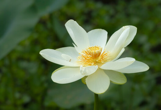 Yellow Lotus Flower at Cullinan Park, Sugar Land, Texas