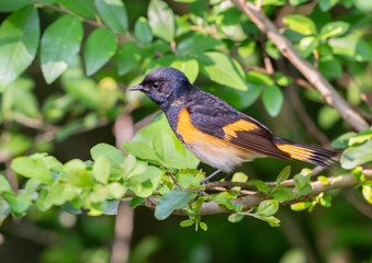 The American redstart (Setophaga ruticilla), Galveston, Texas, USA