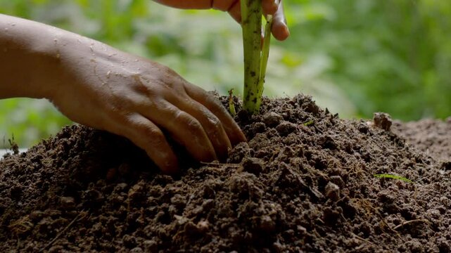 Raw turmeric cultivation and a man harvesting turmeric from soil