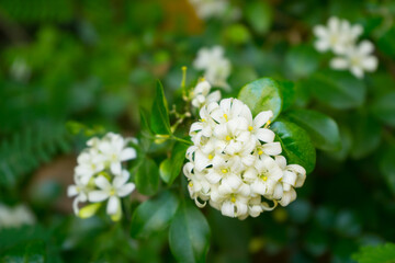 White Jasmine , Orange jasmines flower are blooming. Bouquet of tropical flowers with green leaves...