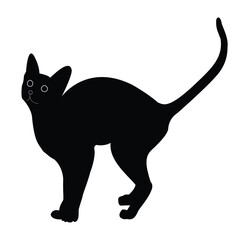 Hand drawing Cat illustration Design