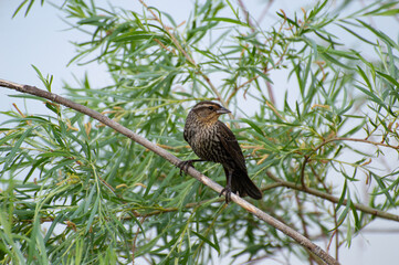 Female Red-Winged Blackbird, 