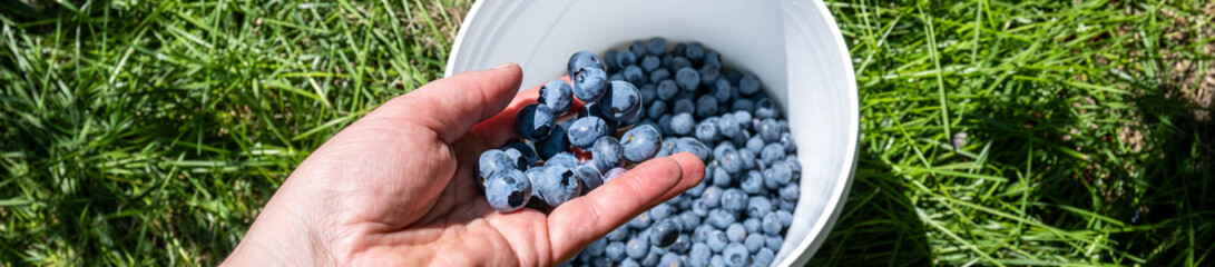 Caucasian woman’s hand dropping fresh picked large ripe blue Duke blueberries into a white bucket in a u-pick farm field on a sunny day, nutritious organic fruit, part of heathy lifestyle and diet
