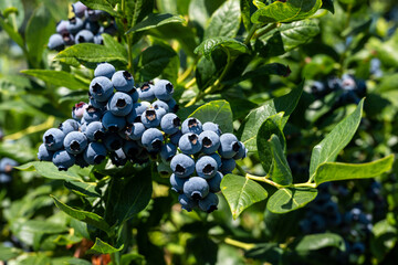 Closeup of Duke variety blueberry bushes loaded with large ripe blueberries on a u-pick farm on a sunny summer day, nutritious organic fruit, part of heathy lifestyle and diet
