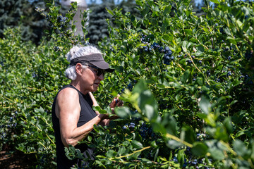 Senior caucasian woman with gray hair picking large ripe Duke variety blueberries in a u-pick farm field on a sunny day, nutritious organic fruit, part of heathy lifestyle and diet
