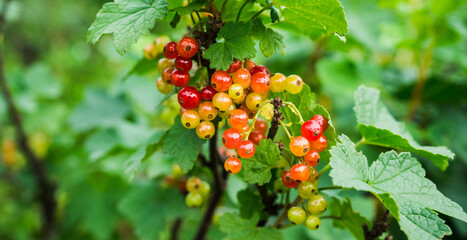 Red currant berry bush with unripe berries in the garden. Selective focus.