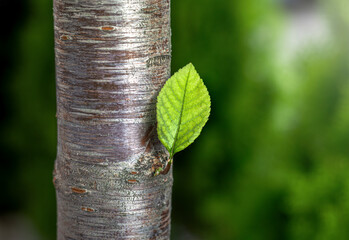 Macro of a green young leaf growing from a tree trunk on a blurred background. Natural spring growth
