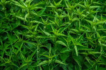 Fresh nettle in the forest. Selective focus.
