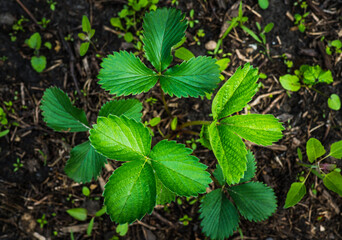Young organic strawberry plant in the garden. Shot from above.