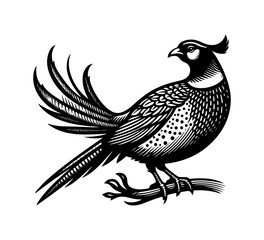 pheasant bird vintage hand drawn vector