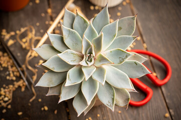 Succulent plants on the rustic background. Selective focus. Shallow depth of field.