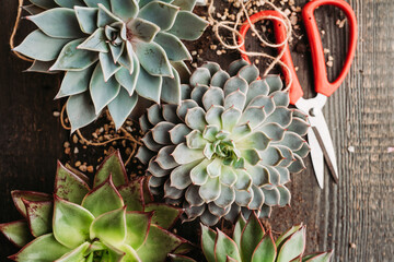 Succulent plants on the rustic background. Selective focus. Shallow depth of field.