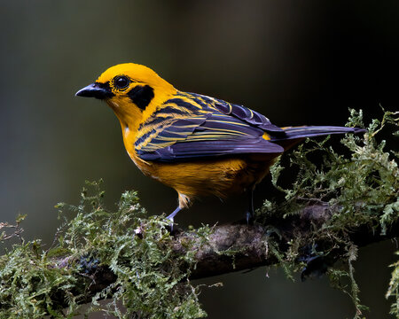 Golden Tanage portrait captured at Zuro Loma Preserve or Bamboo Hill near the Yanaocha Reserve in the foothills of the Pichincha Volcano in Ecuador.