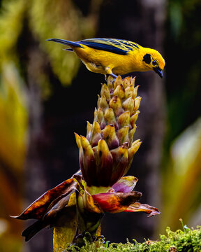 Portrait of Golden Tanager perched on immature pineapple captured at Zuro Loma Preserve or Bamboo Hill near the Yanaocha Reserve in the foothills of the Pichincha Volcano in Ecuador.