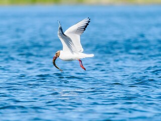 Black-headed gull with fish