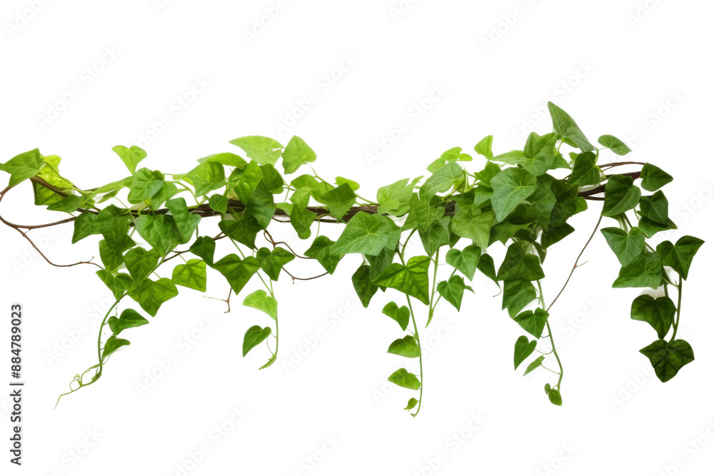 Poster a vibrant green vine with three-leaved leaves extends horizontally across a white backdrop. the vine