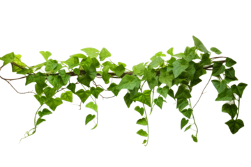 A vibrant green vine with three-leaved leaves extends horizontally across a white backdrop. The vine features multiple branches, with some leaves cascading downwards