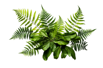 A cluster of fern and tropical leaves arranged in a symmetrical composition against a white background