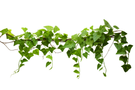 A vibrant green vine with three-leaved leaves extends horizontally across a white backdrop. The vine features multiple branches, with some leaves cascading downwards