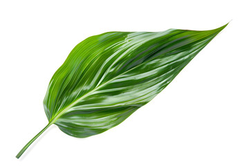 Cordyline Leaf, isolated on white background