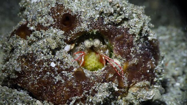 Small Mantis Shrimp (Stomatopoda) hiding in a sponge, clutching eggs,  Anilao, Philippines  1 of 4  60fps