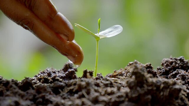 watering a  green plant Caring for environment. Gardener on plantation plants sprouts in soil. sprout in fertile land. Agriculture concept. Agriculture, Grow food.