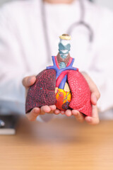 Doctor hold heart Cardiovascular and Respiratory anatomy for Disease. Lung Cancer, Asthma, Chronic...