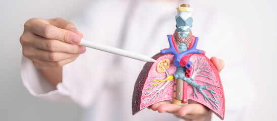 Doctor with Smoker and normal Lung anatomy for Disease. Lung Cancer, Asthma, Chronic Obstructive...