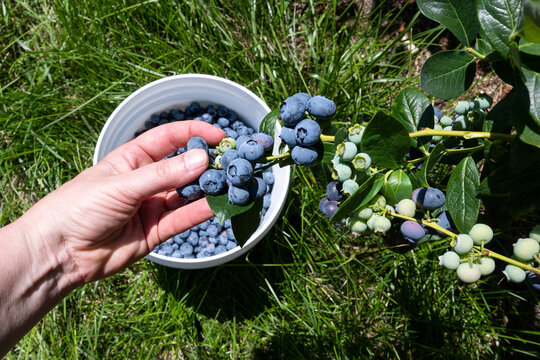 Caucasian woman&rsquo;s hand reaching into a bush to pick large ripe blue Duke blueberries over a white bucket of picked berries in a u-pick farm field on a sunny day
