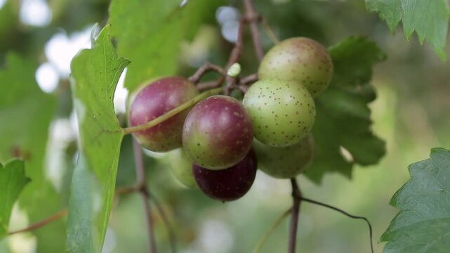 Slow-Motion Shot of a Batch of Green and Purple Muscadine Grapes hanging from a Grapevine on a Pine Tree
