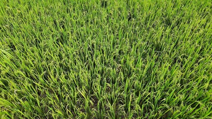 Oryza sativa or commonly known as rice is a type of grain-producing plant and is a staple food for most of the world. Photographed close up with a high angle in the afternoon in a rice field.

