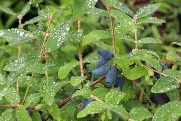 dark blue honeysuckle berries (lat. Lonicera) growing on a bush in the garden
