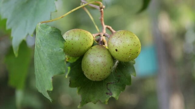 Slow-Motion Shot of a Batch of Green Muscadine Grapes on a grapevine 

