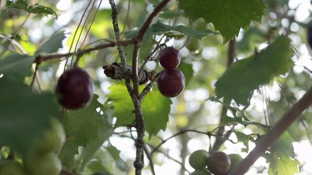 Slow-Motion Shot of a Batch of Ripe Purple Muscadine Grapes on a Grapevine with the Sun in the back
