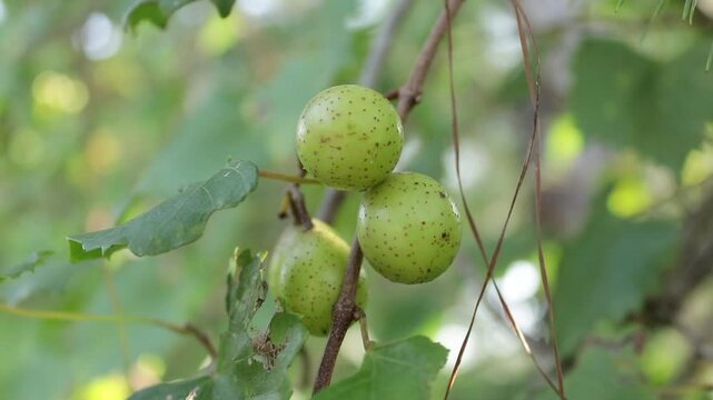 Slow-Motion Shot of a Batch of Green Muscadine Grapes hanging from a grapevine on a pine tree
