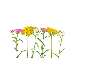 Bunte Schafgarbe vor weißem Hintergrund © M. Schuppich